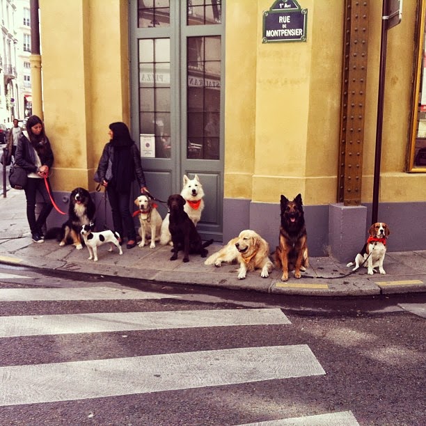 Paris dogs Lost In Cheeseland by Lindsey Tramuta